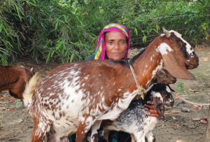 সাফল্যের গল্প